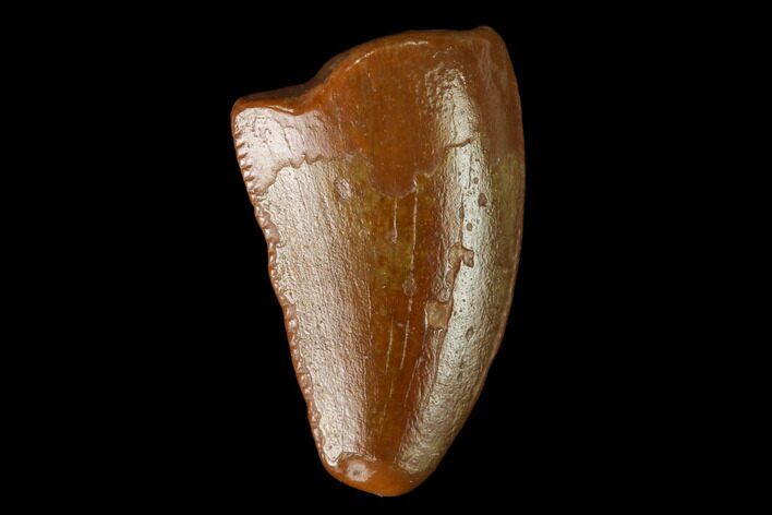Raptor Tooth - Real Dinosaur Tooth #167192